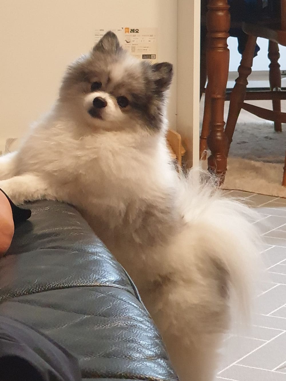 Leo, a three-year-old Pomeranian